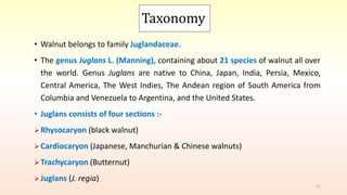 Taxonomy
• Walnut belongs to family Juglandaceae.
• The genus Juglans L. (Manning), containing about 21 species of walnut all over
the world. Genus Juglans are native to China, Japan, India, Persia, Mexico,
Central America, The West Indies, The Andean region of South America from
Columbia and Venezuela to Argentina, and the United States.
• Juglans consists of four sections :-
Rhysocaryon (black walnut)
Cardiocaryon (Japanese, Manchurian & Chinese walnuts)
Trachycaryon (Butternut)
Juglans (J. regia)
21
 