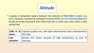 Altitude
• It grows in temperate regions between the altitudes of 900-3500 m above sea
level. However, commercial cultivation beyond 2500 m is not recommended as it
results to erratic bearing & even total crop loss in some year when there is late
spring frost.
33
1500 m &
above
Superior quality nuts, with light colored kernel and a characteristics
thin shell.
Low
elevation
Kernels turn brown because of high temperature at time of
ripening.
 