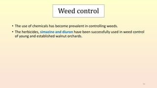 Weed control
• The use of chemicals has become prevalent in controlling weeds.
• The herbicides, simazine and diuron have been successfully used in weed control
of young and established walnut orchards.
93
 