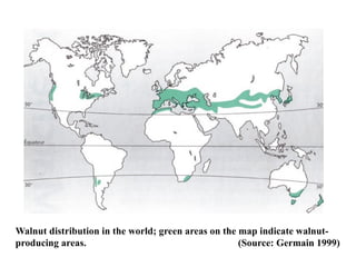 Walnut Tree Distribution Map Breeding of walnut... PPT saba khan.pptx