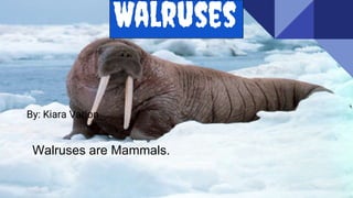 Walruses
By: Kiara Varion
Walruses are Mammals.
 