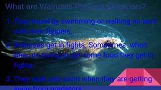 Walruses | PPT
