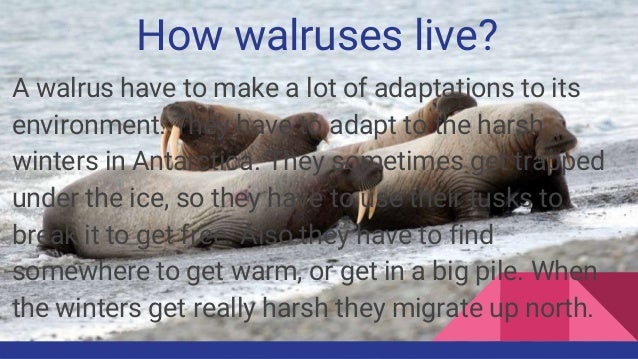 Walruses