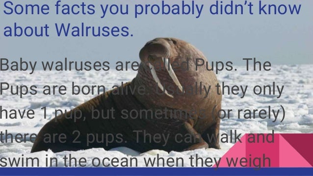 Walruses