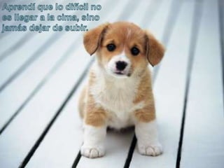 Aprendí que lo difícil no es llegar a la cima, sino jamás dejar de subir. 