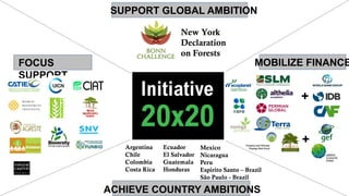 New York
Declaration
on Forests
SUPPORT GLOBAL AMBITION
ACHIEVE COUNTRY AMBITIONS
FOCUS
SUPPORT
MOBILIZE FINANCE
Argentina...