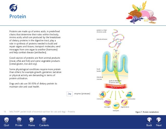 essential nutrients for cats
