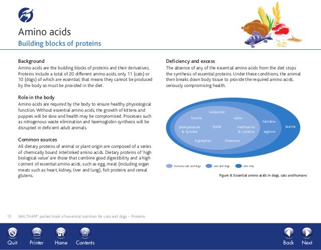 Essential Amino Acids In Dogs And Cats Essential Amino Acids In Dogs And Cats