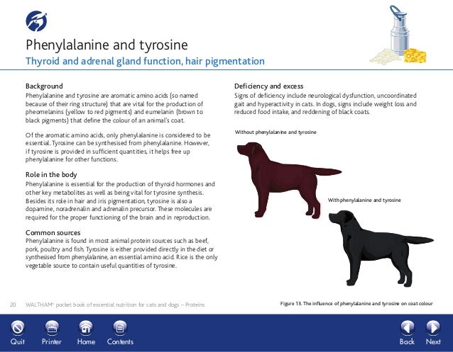 Can Dogs Eat Raw Fish Or Are There Parasites Can Dogs Eat Raw Fish Or Are There Parasites