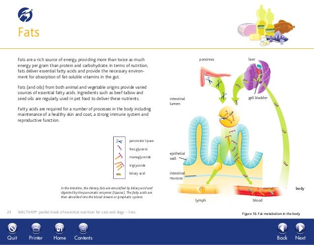 essential nutrients for cats