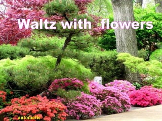 Waltz with  flowers  automat ic 