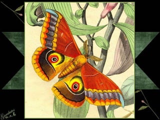 Waltz Of The Butterfly
