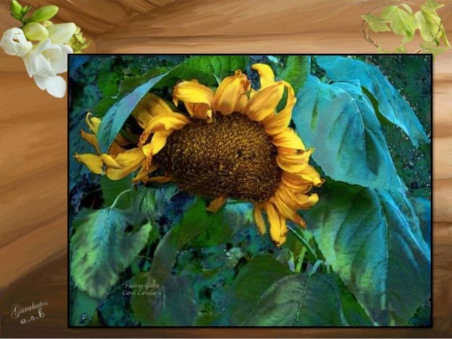 Waltz Of The Flowers By Carol Calavaris