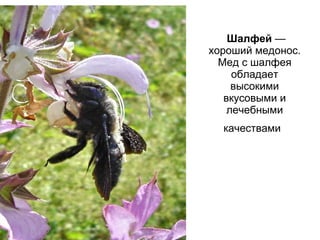 Шалфей  — хороший медонос. Мед с шалфея обладает высокими вкусовыми и лечебными качествами   