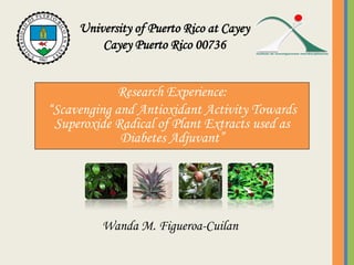 Research Experience:
“Scavenging and Antioxidant Activity Towards
Superoxide Radical of Plant Extracts used as
Diabetes Adjuvant”
University of Puerto Rico at Cayey
Cayey Puerto Rico 00736
Wanda M. Figueroa-Cuilan
 