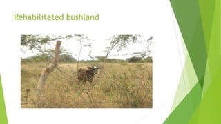 Rehabilitated bushland

 