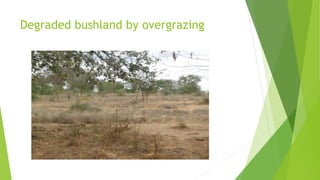 Degraded bushland by overgrazing

 