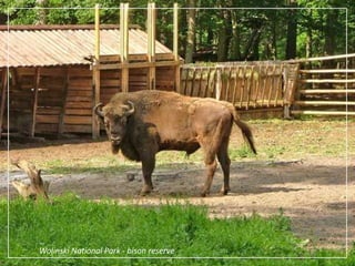 Imprints of hands of polish Stars