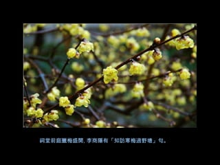 祠堂前庭臘梅盛開, 李商隱有「知訪寒梅過野塘」句。
 