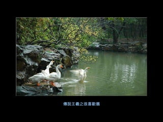 傳說王羲之很喜歡鵝
 