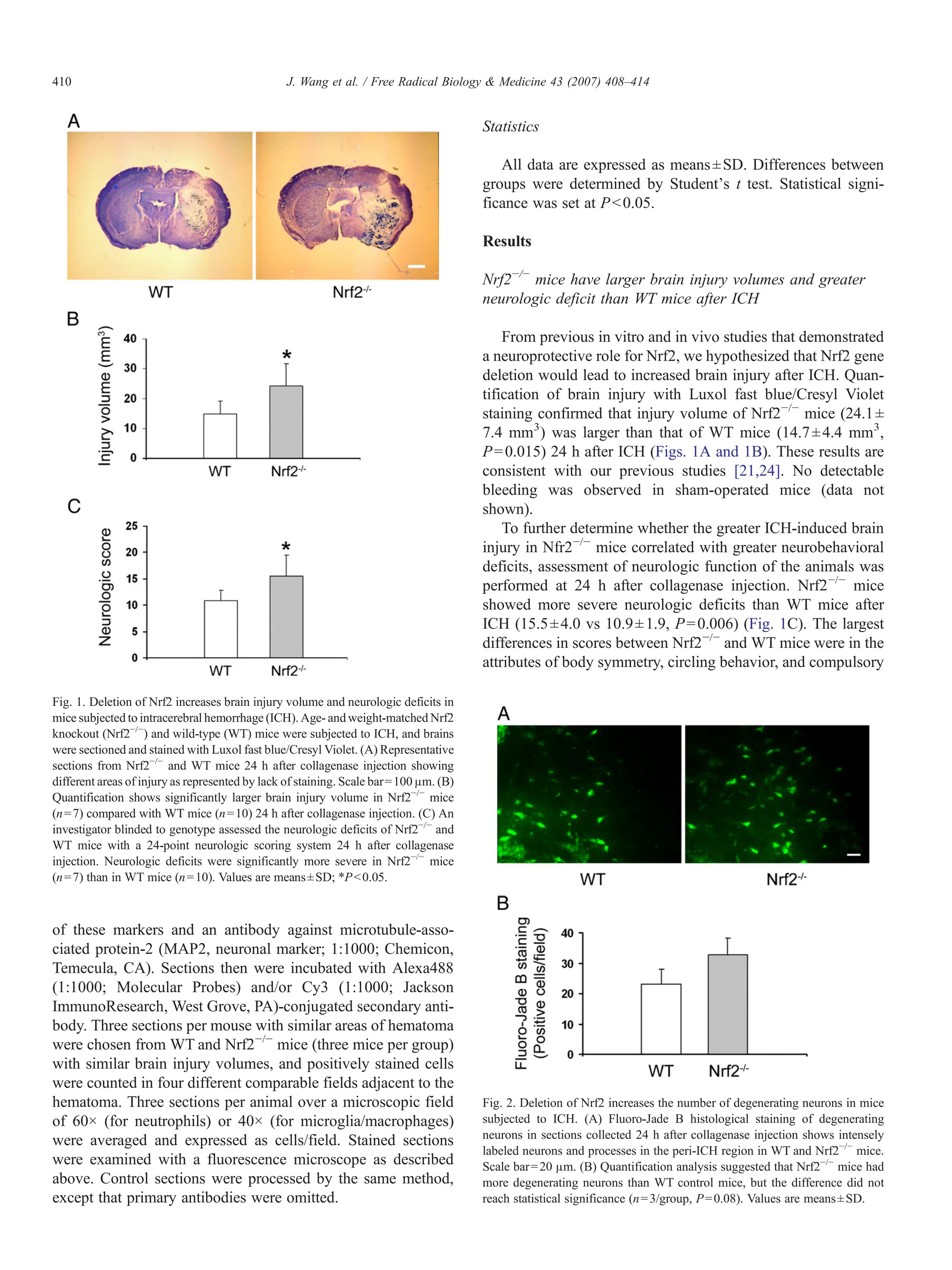 of these markers and an antibody against microtubule-asso-
ciated protein-2 (MAP2, neuronal marker; 1:1000; Chemicon,
Temecula, CA). Sections then were incubated with Alexa488
(1:1000; Molecular Probes) and/or Cy3 (1:1000; Jackson
ImmunoResearch, West Grove, PA)-conjugated secondary anti-
body. Three sections per mouse with similar areas of hematoma
were chosen from WT and Nrf2−/−
mice (three mice per group)
with similar brain injury volumes, and positively stained cells
were counted in four different comparable fields adjacent to the
hematoma. Three sections per animal over a microscopic field
of 60× (for neutrophils) or 40× (for microglia/macrophages)
were averaged and expressed as cells/field. Stained sections
were examined with a fluorescence microscope as described
above. Control sections were processed by the same method,
except that primary antibodies were omitted.
Statistics
All data are expressed as means±SD. Differences between
groups were determined by Student's t test. Statistical signi-
ficance was set at Pb0.05.
Results
Nrf2−/−
mice have larger brain injury volumes and greater
neurologic deficit than WT mice after ICH
From previous in vitro and in vivo studies that demonstrated
a neuroprotective role for Nrf2, we hypothesized that Nrf2 gene
deletion would lead to increased brain injury after ICH. Quan-
tification of brain injury with Luxol fast blue/Cresyl Violet
staining confirmed that injury volume of Nrf2−/−
mice (24.1±
7.4 mm3
) was larger than that of WT mice (14.7±4.4 mm3
,
P=0.015) 24 h after ICH (Figs. 1A and 1B). These results are
consistent with our previous studies [21,24]. No detectable
bleeding was observed in sham-operated mice (data not
shown).
To further determine whether the greater ICH-induced brain
injury in Nfr2−/−
mice correlated with greater neurobehavioral
deficits, assessment of neurologic function of the animals was
performed at 24 h after collagenase injection. Nrf2−/−
mice
showed more severe neurologic deficits than WT mice after
ICH (15.5±4.0 vs 10.9±1.9, P=0.006) (Fig. 1C). The largest
differences in scores between Nrf2−/−
and WT mice were in the
attributes of body symmetry, circling behavior, and compulsory
Fig. 1. Deletion of Nrf2 increases brain injury volume and neurologic deficits in
mice subjected to intracerebral hemorrhage (ICH). Age- andweight-matched Nrf2
knockout (Nrf2−/−
) and wild-type (WT) mice were subjected to ICH, and brains
were sectioned and stained with Luxol fast blue/Cresyl Violet. (A) Representative
sections from Nrf2−/−
and WT mice 24 h after collagenase injection showing
different areas of injury as represented by lack of staining. Scale bar=100 μm. (B)
Quantification shows significantly larger brain injury volume in Nrf2−/−
mice
(n=7) compared with WT mice (n=10) 24 h after collagenase injection. (C) An
investigator blinded to genotype assessed the neurologic deficits of Nrf2−/−
and
WT mice with a 24-point neurologic scoring system 24 h after collagenase
injection. Neurologic deficits were significantly more severe in Nrf2−/−
mice
(n=7) than in WT mice (n=10). Values are means±SD; *Pb0.05.
Fig. 2. Deletion of Nrf2 increases the number of degenerating neurons in mice
subjected to ICH. (A) Fluoro-Jade B histological staining of degenerating
neurons in sections collected 24 h after collagenase injection shows intensely
labeled neurons and processes in the peri-ICH region in WT and Nrf2−/−
mice.
Scale bar=20 μm. (B) Quantification analysis suggested that Nrf2−/−
mice had
more degenerating neurons than WT control mice, but the difference did not
reach statistical significance (n=3/group, P=0.08). Values are means±SD.
410 J. Wang et al. / Free Radical Biology & Medicine 43 (2007) 408–414
 