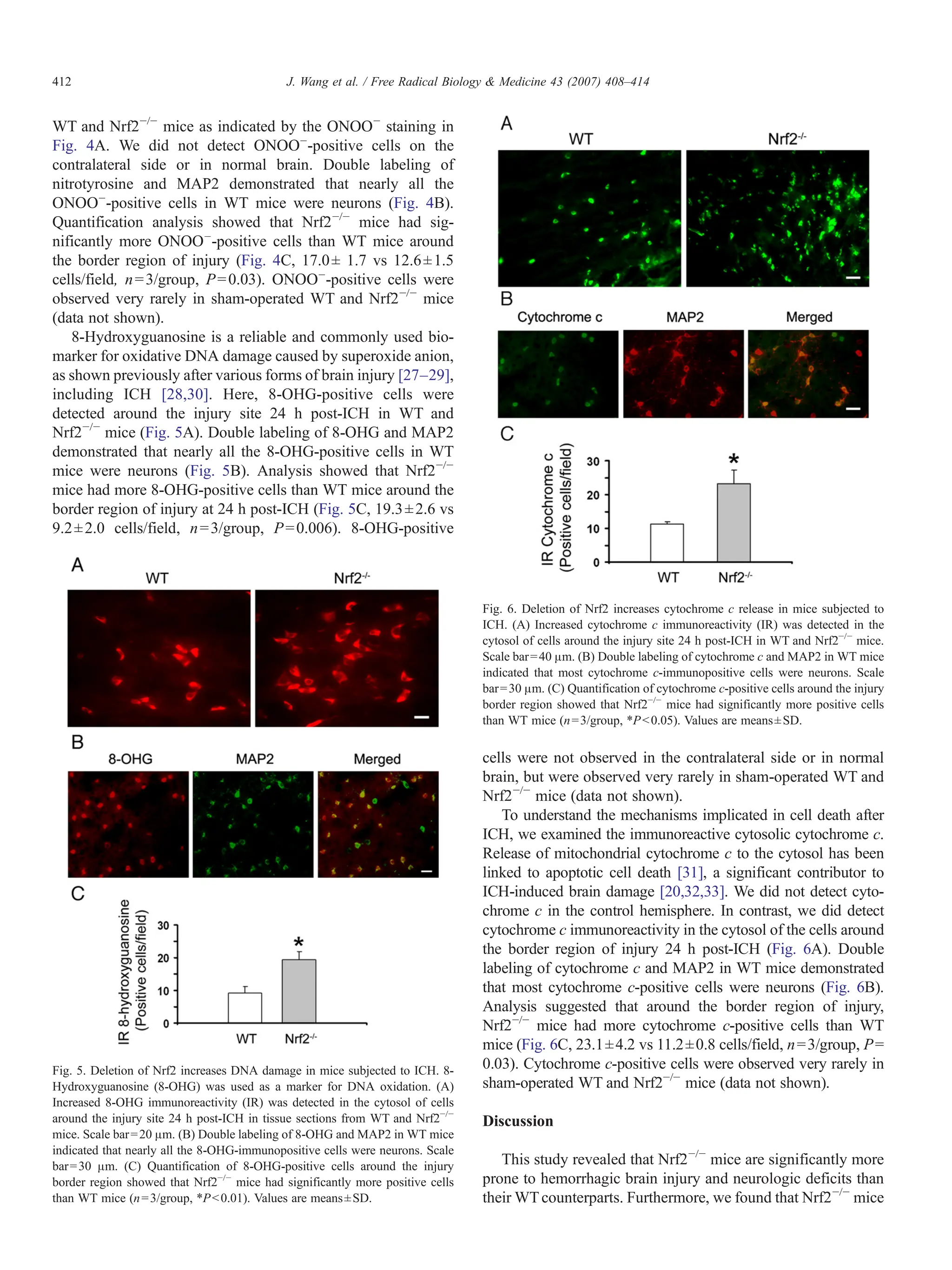 WT and Nrf2−/−
mice as indicated by the ONOO−
staining in
Fig. 4A. We did not detect ONOO–
-positive cells on the
contralateral side or in normal brain. Double labeling of
nitrotyrosine and MAP2 demonstrated that nearly all the
ONOO–
-positive cells in WT mice were neurons (Fig. 4B).
Quantification analysis showed that Nrf2−/−
mice had sig-
nificantly more ONOO–
-positive cells than WT mice around
the border region of injury (Fig. 4C, 17.0± 1.7 vs 12.6±1.5
cells/field, n=3/group, P=0.03). ONOO–
-positive cells were
observed very rarely in sham-operated WT and Nrf2−/−
mice
(data not shown).
8-Hydroxyguanosine is a reliable and commonly used bio-
marker for oxidative DNA damage caused by superoxide anion,
as shown previously after various forms of brain injury [27–29],
including ICH [28,30]. Here, 8-OHG-positive cells were
detected around the injury site 24 h post-ICH in WT and
Nrf2−/−
mice (Fig. 5A). Double labeling of 8-OHG and MAP2
demonstrated that nearly all the 8-OHG-positive cells in WT
mice were neurons (Fig. 5B). Analysis showed that Nrf2−/−
mice had more 8-OHG-positive cells than WT mice around the
border region of injury at 24 h post-ICH (Fig. 5C, 19.3±2.6 vs
9.2±2.0 cells/field, n=3/group, P=0.006). 8-OHG-positive
cells were not observed in the contralateral side or in normal
brain, but were observed very rarely in sham-operated WT and
Nrf2−/−
mice (data not shown).
To understand the mechanisms implicated in cell death after
ICH, we examined the immunoreactive cytosolic cytochrome c.
Release of mitochondrial cytochrome c to the cytosol has been
linked to apoptotic cell death [31], a significant contributor to
ICH-induced brain damage [20,32,33]. We did not detect cyto-
chrome c in the control hemisphere. In contrast, we did detect
cytochrome c immunoreactivity in the cytosol of the cells around
the border region of injury 24 h post-ICH (Fig. 6A). Double
labeling of cytochrome c and MAP2 in WT mice demonstrated
that most cytochrome c-positive cells were neurons (Fig. 6B).
Analysis suggested that around the border region of injury,
Nrf2−/−
mice had more cytochrome c-positive cells than WT
mice (Fig. 6C, 23.1±4.2 vs 11.2±0.8 cells/field, n=3/group, P=
0.03). Cytochrome c-positive cells were observed very rarely in
sham-operated WT and Nrf2−/−
mice (data not shown).
Discussion
This study revealed that Nrf2−/−
mice are significantly more
prone to hemorrhagic brain injury and neurologic deficits than
their WTcounterparts. Furthermore, we found that Nrf2−/−
mice
Fig. 5. Deletion of Nrf2 increases DNA damage in mice subjected to ICH. 8-
Hydroxyguanosine (8-OHG) was used as a marker for DNA oxidation. (A)
Increased 8-OHG immunoreactivity (IR) was detected in the cytosol of cells
around the injury site 24 h post-ICH in tissue sections from WT and Nrf2−/−
mice. Scale bar=20 μm. (B) Double labeling of 8-OHG and MAP2 in WT mice
indicated that nearly all the 8-OHG-immunopositive cells were neurons. Scale
bar=30 μm. (C) Quantification of 8-OHG-positive cells around the injury
border region showed that Nrf2−/−
mice had significantly more positive cells
than WT mice (n=3/group, *Pb0.01). Values are means±SD.
Fig. 6. Deletion of Nrf2 increases cytochrome c release in mice subjected to
ICH. (A) Increased cytochrome c immunoreactivity (IR) was detected in the
cytosol of cells around the injury site 24 h post-ICH in WT and Nrf2−/−
mice.
Scale bar=40 μm. (B) Double labeling of cytochrome c and MAP2 in WT mice
indicated that most cytochrome c-immunopositive cells were neurons. Scale
bar=30 μm. (C) Quantification of cytochrome c-positive cells around the injury
border region showed that Nrf2−/−
mice had significantly more positive cells
than WT mice (n=3/group, *Pb0.05). Values are means±SD.
412 J. Wang et al. / Free Radical Biology & Medicine 43 (2007) 408–414
 