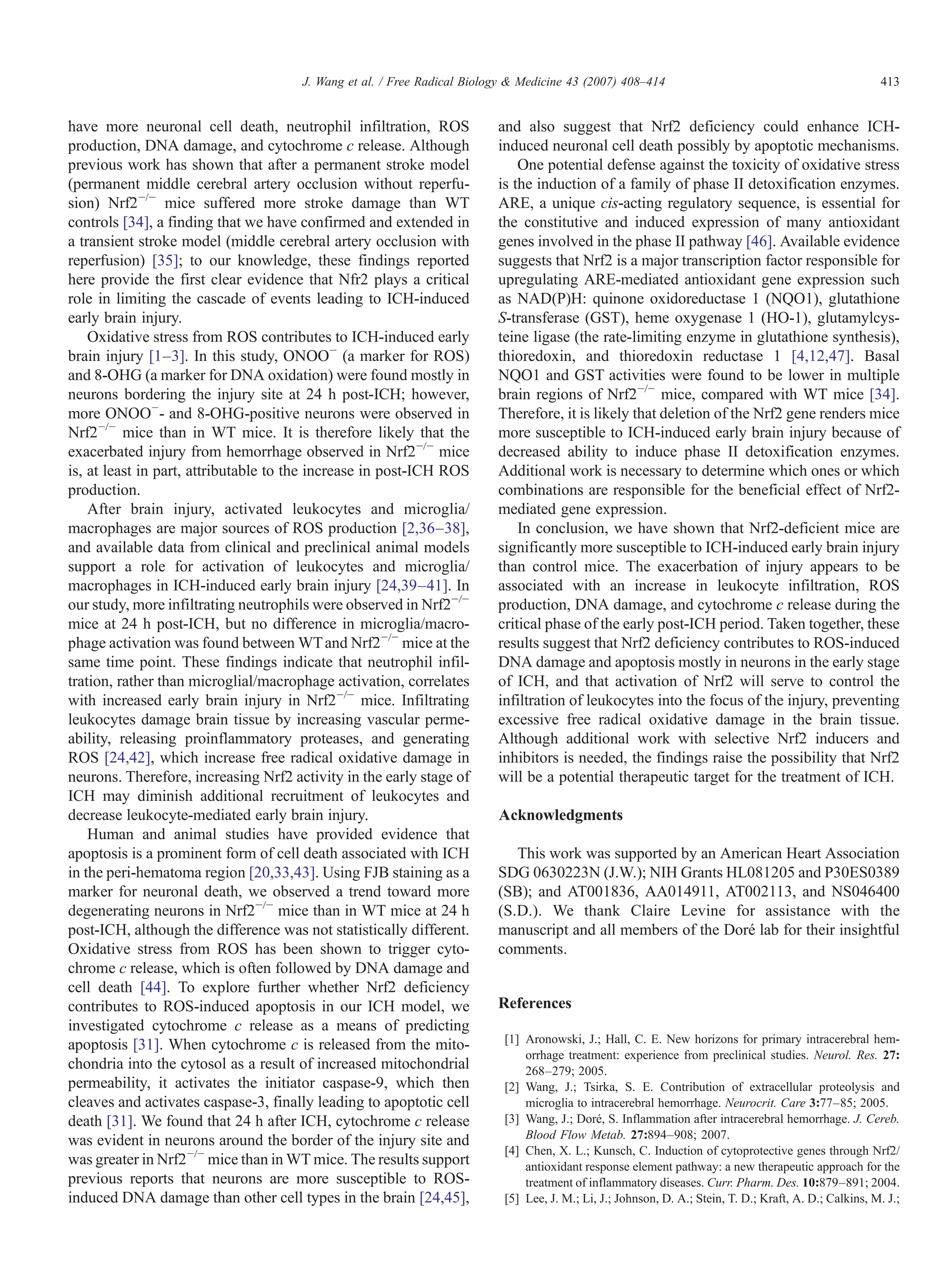 have more neuronal cell death, neutrophil infiltration, ROS
production, DNA damage, and cytochrome c release. Although
previous work has shown that after a permanent stroke model
(permanent middle cerebral artery occlusion without reperfu-
sion) Nrf2−/−
mice suffered more stroke damage than WT
controls [34], a finding that we have confirmed and extended in
a transient stroke model (middle cerebral artery occlusion with
reperfusion) [35]; to our knowledge, these findings reported
here provide the first clear evidence that Nfr2 plays a critical
role in limiting the cascade of events leading to ICH-induced
early brain injury.
Oxidative stress from ROS contributes to ICH-induced early
brain injury [1–3]. In this study, ONOO−
(a marker for ROS)
and 8-OHG (a marker for DNA oxidation) were found mostly in
neurons bordering the injury site at 24 h post-ICH; however,
more ONOO−
- and 8-OHG-positive neurons were observed in
Nrf2−/−
mice than in WT mice. It is therefore likely that the
exacerbated injury from hemorrhage observed in Nrf2−/−
mice
is, at least in part, attributable to the increase in post-ICH ROS
production.
After brain injury, activated leukocytes and microglia/
macrophages are major sources of ROS production [2,36–38],
and available data from clinical and preclinical animal models
support a role for activation of leukocytes and microglia/
macrophages in ICH-induced early brain injury [24,39–41]. In
our study, more infiltrating neutrophils were observed in Nrf2−/−
mice at 24 h post-ICH, but no difference in microglia/macro-
phage activation was found between WTand Nrf2−/−
mice at the
same time point. These findings indicate that neutrophil infil-
tration, rather than microglial/macrophage activation, correlates
with increased early brain injury in Nrf2−/−
mice. Infiltrating
leukocytes damage brain tissue by increasing vascular perme-
ability, releasing proinflammatory proteases, and generating
ROS [24,42], which increase free radical oxidative damage in
neurons. Therefore, increasing Nrf2 activity in the early stage of
ICH may diminish additional recruitment of leukocytes and
decrease leukocyte-mediated early brain injury.
Human and animal studies have provided evidence that
apoptosis is a prominent form of cell death associated with ICH
in the peri-hematoma region [20,33,43]. Using FJB staining as a
marker for neuronal death, we observed a trend toward more
degenerating neurons in Nrf2−/−
mice than in WT mice at 24 h
post-ICH, although the difference was not statistically different.
Oxidative stress from ROS has been shown to trigger cyto-
chrome c release, which is often followed by DNA damage and
cell death [44]. To explore further whether Nrf2 deficiency
contributes to ROS-induced apoptosis in our ICH model, we
investigated cytochrome c release as a means of predicting
apoptosis [31]. When cytochrome c is released from the mito-
chondria into the cytosol as a result of increased mitochondrial
permeability, it activates the initiator caspase-9, which then
cleaves and activates caspase-3, finally leading to apoptotic cell
death [31]. We found that 24 h after ICH, cytochrome c release
was evident in neurons around the border of the injury site and
was greater in Nrf2−/−
mice than in WT mice. The results support
previous reports that neurons are more susceptible to ROS-
induced DNA damage than other cell types in the brain [24,45],
and also suggest that Nrf2 deficiency could enhance ICH-
induced neuronal cell death possibly by apoptotic mechanisms.
One potential defense against the toxicity of oxidative stress
is the induction of a family of phase II detoxification enzymes.
ARE, a unique cis-acting regulatory sequence, is essential for
the constitutive and induced expression of many antioxidant
genes involved in the phase II pathway [46]. Available evidence
suggests that Nrf2 is a major transcription factor responsible for
upregulating ARE-mediated antioxidant gene expression such
as NAD(P)H: quinone oxidoreductase 1 (NQO1), glutathione
S-transferase (GST), heme oxygenase 1 (HO-1), glutamylcys-
teine ligase (the rate-limiting enzyme in glutathione synthesis),
thioredoxin, and thioredoxin reductase 1 [4,12,47]. Basal
NQO1 and GST activities were found to be lower in multiple
brain regions of Nrf2−/−
mice, compared with WT mice [34].
Therefore, it is likely that deletion of the Nrf2 gene renders mice
more susceptible to ICH-induced early brain injury because of
decreased ability to induce phase II detoxification enzymes.
Additional work is necessary to determine which ones or which
combinations are responsible for the beneficial effect of Nrf2-
mediated gene expression.
In conclusion, we have shown that Nrf2-deficient mice are
significantly more susceptible to ICH-induced early brain injury
than control mice. The exacerbation of injury appears to be
associated with an increase in leukocyte infiltration, ROS
production, DNA damage, and cytochrome c release during the
critical phase of the early post-ICH period. Taken together, these
results suggest that Nrf2 deficiency contributes to ROS-induced
DNA damage and apoptosis mostly in neurons in the early stage
of ICH, and that activation of Nrf2 will serve to control the
infiltration of leukocytes into the focus of the injury, preventing
excessive free radical oxidative damage in the brain tissue.
Although additional work with selective Nrf2 inducers and
inhibitors is needed, the findings raise the possibility that Nrf2
will be a potential therapeutic target for the treatment of ICH.
Acknowledgments
This work was supported by an American Heart Association
SDG 0630223N (J.W.); NIH Grants HL081205 and P30ES0389
(SB); and AT001836, AA014911, AT002113, and NS046400
(S.D.). We thank Claire Levine for assistance with the
manuscript and all members of the Doré lab for their insightful
comments.
References
[1] Aronowski, J.; Hall, C. E. New horizons for primary intracerebral hem-
orrhage treatment: experience from preclinical studies. Neurol. Res. 27:
268–279; 2005.
[2] Wang, J.; Tsirka, S. E. Contribution of extracellular proteolysis and
microglia to intracerebral hemorrhage. Neurocrit. Care 3:77–85; 2005.
[3] Wang, J.; Doré, S. Inflammation after intracerebral hemorrhage. J. Cereb.
Blood Flow Metab. 27:894–908; 2007.
[4] Chen, X. L.; Kunsch, C. Induction of cytoprotective genes through Nrf2/
antioxidant response element pathway: a new therapeutic approach for the
treatment of inflammatory diseases. Curr. Pharm. Des. 10:879–891; 2004.
[5] Lee, J. M.; Li, J.; Johnson, D. A.; Stein, T. D.; Kraft, A. D.; Calkins, M. J.;
413
J. Wang et al. / Free Radical Biology & Medicine 43 (2007) 408–414
 