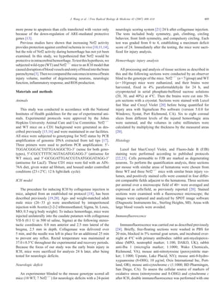 more prone to apoptosis than cells transfected with vector only
because of the down-regulation of ARE-mediated protective
genes [13].
Previous studies have shown that increasing Nrf2 activity
provides protection against cerebral ischemia in vivo [10,11,14],
but the role of Nrf2 activity during hemorrhage has not yet been
examined. In this study, we hypothesized that Nrf2 would be
protectiveinintracerebralhemorrhage.Totestthishypothesis,we
subjected wild-type (WT) and Nrf2−/−
mice to an ICH model that
causeddisruptionofbloodvesselsandentryofbloodintothebrain
parenchyma[3].Thenwecomparedtheoutcomesintermsofbrain
injury volume, number of degenerating neurons, neurologic
function, inflammatory response, and ROS production.
Materials and methods
Animals
This study was conducted in accordance with the National
Institutes of Health guidelines for the use of experimental ani-
mals. Experimental protocols were approved by the Johns
Hopkins University Animal Care and Use Committee. Nrf2−/−
and WT mice on a CD1 background were generated as des-
cribed previously [15,16] and were maintained in our facilities.
All mice were subjected to genotyping for Nrf2 status by PCR
amplification of genomic DNA extracted from tail tips [17].
Three primers were used to perform PCR amplification: 5′-
TGGACGGGACTATTGAAGGCTG-3′ (sense for both geno-
types), 5′-CGCCTTTTCAGTAGATGGAGG-3′ (antisense for
WT mice), and 5′-GCGGATTGACCGTAATGGGATAGG-3′
(antisense for LacZ). These CD1 mice were fed with an AIN-
76A diet, given water ad libitum, and housed under controlled
conditions (23±2°C; 12 h light/dark cycle).
ICH model
The procedure for inducing ICH by collagenase injection in
mice, adapted from an established rat protocol [18], has been
described previously [19,20]. Age- and weight-matched adult
male mice (26–33 g) were anesthetized by intraperitoneal
injection with Avertin (2-2-2 tribromoethanol; Sigma, St. Louis,
MO; 0.5 mg/g body weight). To induce hemorrhage, mice were
injected unilaterally into the caudate putamen with collagenase
VII-S (0.1 U in 500 nl saline, Sigma) at the following stereo-
tactic coordinates: 0.8 mm anterior and 2.5 mm lateral of the
bregma, 2.5 mm in depth. Collagenase was delivered over
5 min, and the needle was left in place for an additional 25 min
to prevent any reflux. Rectal temperature was maintained at
37.0±0.5°C throughout the experimental and recovery periods.
Because the focus of our study was the early brain injury in
ICH, mice were sacrificed for analysis 24 h later, after being
tested for neurologic deficits.
Neurologic deficit
An experimenter blinded to the mouse genotype scored all
mice (10 WT; 7 Nrf2−/−
) for neurologic deficits with a 24-point
neurologic scoring system [21] 24 h after collagenase injection.
The tests included body symmetry, gait, climbing, circling
behavior, front limb symmetry, and compulsory circling. Each
test was graded from 0 to 4, establishing a maximum deficit
score of 24. Immediately after the testing, the mice were sacri-
ficed for injury analysis.
Hemorrhagic injury analysis
All processing and analysis of tissue sections as described in
this and the following sections were conducted by an observer
blind to the genotype of the mice. Nrf2−/−
(n=7/group) and WT
(n=10/group) mice were euthanized, and their brains were
harvested, fixed in 4% paraformaldehyde for 24 h, and
cryoprotected in serial phosphate-buffered sucrose solutions
(20, 30, and 40%) at 4°C. Then the brains were cut into 50-
μm sections with a cryostat. Sections were stained with Luxol
fast blue and Cresyl Violet [20] before being quantified for
injury area with SigmaScan Pro software (version 5.0.0 for
Windows; Systat, Port Richmond, CA). Six to eight coronal
slices from different levels of the injured hemorrhagic area
were summed, and the volumes in cubic millimeters were
calculated by multiplying the thickness by the measured areas
[20].
Histology
Luxol fast blue/Cresyl Violet, and Fluoro-Jade B (FJB)
staining were performed according to published protocols
[22,23]. Cells permeable to FJB are marked as degenerating
neurons. To perform the quantification analysis, three sections
per mouse with similar areas of hematoma were chosen from
three WT and three Nrf2−/−
mice with similar brain injury vo-
lumes, and positively stained cells were counted in four differ-
ent comparable fields adjacent to the hematoma. Three sections
per animal over a microscopic field of 40× were averaged and
expressed as cells/field, as previously reported [20]. Stained
sections were examined with a fluorescence microscope; the
images were captured and analyzed by SPOT image software
(Diagnostic Instruments Inc., Sterling Heights, MI). Areas with
large blood vessels were avoided.
Immunofluorescence
Immunofluorescence was carried out as described previously
[24]. Briefly, free-floating sections were washed in PBS for
20 min, blocked in 5% normal goat serum, and incubated over-
night at 4°C with primary antibodies: rabbit anti-myeloperox-
idase (MPO, neutrophil marker; 1:100; DAKO, UK); rabbit
anti-Iba 1 (microglia marker; 1:1000; Wako Chemicals,
Richmond, VA); mouse anti-nitrotyrosine (peroxynitrite mar-
ker; 1:1000; Upstate, Lake Placid, NY); mouse anti-8-hydro-
xyguanosine (8-OHG; 10 μg/ml, Oxis International Inc, Port-
land, OR); mouse anti-cytochrome c (1:1000; BD Pharmingen,
San Diego, CA). To assess the cellular source of markers of
oxidative stress (nitrotyrosine and 8-OHG) and cytochrome c
after ICH, double immunofluorescence was performed with one
409
J. Wang et al. / Free Radical Biology & Medicine 43 (2007) 408–414
 