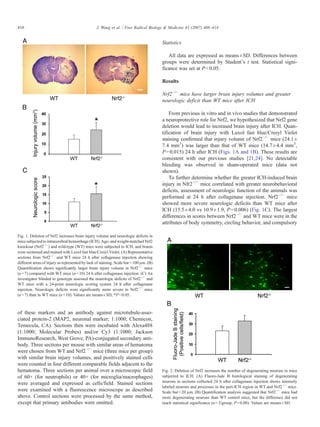 of these markers and an antibody against microtubule-asso-
ciated protein-2 (MAP2, neuronal marker; 1:1000; Chemicon,
Temecula, CA). Sections then were incubated with Alexa488
(1:1000; Molecular Probes) and/or Cy3 (1:1000; Jackson
ImmunoResearch, West Grove, PA)-conjugated secondary anti-
body. Three sections per mouse with similar areas of hematoma
were chosen from WT and Nrf2−/−
mice (three mice per group)
with similar brain injury volumes, and positively stained cells
were counted in four different comparable fields adjacent to the
hematoma. Three sections per animal over a microscopic field
of 60× (for neutrophils) or 40× (for microglia/macrophages)
were averaged and expressed as cells/field. Stained sections
were examined with a fluorescence microscope as described
above. Control sections were processed by the same method,
except that primary antibodies were omitted.
Statistics
All data are expressed as means±SD. Differences between
groups were determined by Student's t test. Statistical signi-
ficance was set at Pb0.05.
Results
Nrf2−/−
mice have larger brain injury volumes and greater
neurologic deficit than WT mice after ICH
From previous in vitro and in vivo studies that demonstrated
a neuroprotective role for Nrf2, we hypothesized that Nrf2 gene
deletion would lead to increased brain injury after ICH. Quan-
tification of brain injury with Luxol fast blue/Cresyl Violet
staining confirmed that injury volume of Nrf2−/−
mice (24.1±
7.4 mm3
) was larger than that of WT mice (14.7±4.4 mm3
,
P=0.015) 24 h after ICH (Figs. 1A and 1B). These results are
consistent with our previous studies [21,24]. No detectable
bleeding was observed in sham-operated mice (data not
shown).
To further determine whether the greater ICH-induced brain
injury in Nfr2−/−
mice correlated with greater neurobehavioral
deficits, assessment of neurologic function of the animals was
performed at 24 h after collagenase injection. Nrf2−/−
mice
showed more severe neurologic deficits than WT mice after
ICH (15.5±4.0 vs 10.9±1.9, P=0.006) (Fig. 1C). The largest
differences in scores between Nrf2−/−
and WT mice were in the
attributes of body symmetry, circling behavior, and compulsory
Fig. 1. Deletion of Nrf2 increases brain injury volume and neurologic deficits in
mice subjected to intracerebral hemorrhage (ICH). Age- andweight-matched Nrf2
knockout (Nrf2−/−
) and wild-type (WT) mice were subjected to ICH, and brains
were sectioned and stained with Luxol fast blue/Cresyl Violet. (A) Representative
sections from Nrf2−/−
and WT mice 24 h after collagenase injection showing
different areas of injury as represented by lack of staining. Scale bar=100 μm. (B)
Quantification shows significantly larger brain injury volume in Nrf2−/−
mice
(n=7) compared with WT mice (n=10) 24 h after collagenase injection. (C) An
investigator blinded to genotype assessed the neurologic deficits of Nrf2−/−
and
WT mice with a 24-point neurologic scoring system 24 h after collagenase
injection. Neurologic deficits were significantly more severe in Nrf2−/−
mice
(n=7) than in WT mice (n=10). Values are means±SD; *Pb0.05.
Fig. 2. Deletion of Nrf2 increases the number of degenerating neurons in mice
subjected to ICH. (A) Fluoro-Jade B histological staining of degenerating
neurons in sections collected 24 h after collagenase injection shows intensely
labeled neurons and processes in the peri-ICH region in WT and Nrf2−/−
mice.
Scale bar=20 μm. (B) Quantification analysis suggested that Nrf2−/−
mice had
more degenerating neurons than WT control mice, but the difference did not
reach statistical significance (n=3/group, P=0.08). Values are means±SD.
410 J. Wang et al. / Free Radical Biology & Medicine 43 (2007) 408–414
 