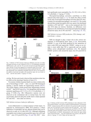 circling. We have previously observed that anesthesia alone has
no effect on the neurologic function of mice [21].
To examine whether neuronal death was more evident at the
site of hemorrhage in Nrf2−/−
mice, we used FJB histological
staining, a specific marker for degenerating neurons [20,23].
The results suggest a trend toward more degenerating neurons
in Nrf2−/−
than in WT mice (Fig. 2A), though they did not reach
statistical significance (32.7±5.4 vs 23.2±5.0 cells/field, n=3/
group, P=0.08) (Fig. 2B). FJB-positive neurons were not
observed in the contralateral side or normal brain, but were
occasionally observed along the needle track in sham-operated
WT and Nrf2−/−
mice (data not shown).
Nrf2 deletion increases leukocyte infiltration
Acute inflammation is a normal response to brain injury. As
indicated by immunoreactive MPO, ICH produces a robust
infiltration of neutrophils into the affected striatum that can be
observed as early as 4 h after ICH [24]. Although infiltrating
neutrophils were evident in and around the injury site in WTand
Nrf2−/−
mice 24 h post-ICH (Figs. 3A and 3B), Nrf2−/−
mice
had significantly more neutrophils (Fig. 3E, 39.2±4.0 vs 30.4±
3.4 cells/field, n=3/group, P=0.04).
Microglial/macrophage activation contributes to ICH-
induced early brain injury [1–3]. To clarify the effect of Nrf2
on the state of microglial/macrophage activation after ICH, Iba1,
a marker for microglia/macrophages, was used [25]. The results
showed that resting microglial cells were sparse, but distributed
similarly in WT and Nrf2−/−
mice on the uninjected side 24 h
after ICH (data not shown). Similarly, no differences were
apparent in the distribution of activated microglia/macrophages
around the injury site in WT and Nrf2−/−
mice (Figs. 3C–3E).
Nrf2 deletion increases ROS production, DNA damage, and
cytochrome c release
ROS are thought to play a major role in the various me-
chanisms of ICH-induced brain injury [1,24]. Peroxynitrite
(ONOO−
) is one of the ROS produced by the interaction of
nitric oxide (NO) and superoxide. ONOO−
, acting as an oxi-
dant, is more stable than NO or superoxide and can readily
diffuse across phospholipid membranes [26]. We detected
ONOO−
-positive cells around the injury site 24 h post-ICH in
Fig. 3. Deletion of Nrf2 increases leukocyte infiltration, but does not affect
microglial activation in mice subjected to ICH. (A–D) Infiltrating neutrophils
(MPO-positive cells; scale bar: 40 μm) and activated microglia (Iba1-positive
cells; scale bar: 20 μm) were apparent in or around the injury site in Nrf2−/−
and
WT mice 24 h post-ICH. (E) Quantification analysis indicated that Nrf2−/−
mice
had significantly more infiltrating neutrophils than WT mice at 24 h post-ICH;
the number of activated microglial cells around the injury site was similar in
Nrf2−/−
and WT mice (both n=3/group, *Pb0.05).
Fig. 4. Deletion of Nrf2 increases ROS production in mice subjected to ICH.
Peroxynitrite (ONOO−
) was used as a marker for ROS production. (A) Increased
ONOO−
immunoreactivity (IR) was detected in the cytosol of cells around the
injury site 24 h post-ICH in tissue sections from WT and Nrf2−/−
mice. Scale
bar=20 μm. (B) Double labeling of nitrotyrosine and MAP2 in WT mice indi-
cated that nearly all the ONOO−
-positive cells were neurons. Scale bar=30 μm.
(C) Quantification of ONOO–
-immunopositive cells around the injury border
region showed that Nrf2−/−
mice had significantly more positive cells than WT
mice (n=3/group, *Pb0.05). Values are the means±SD.
411
J. Wang et al. / Free Radical Biology & Medicine 43 (2007) 408–414
 
