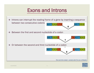 12BIO-REFRESHER
Exons and Introns
v  Introns can interrupt the reading frame of a gene by inserting a sequence
between two consecutive codons
v  Between the first and second nucleotide of a codon
v  Or between the second and third nucleotide of a codon
"Exon and Intron classes”. Licensed under Fair use via Wikipedia
 