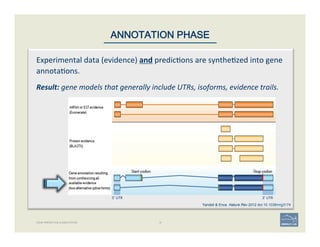 16GENE PREDICTION & ANNOTATION
ANNOTATION PHASE
Experimental	
  data	
  (evidence)	
  and	
  predic'ons	
  are	
  synthe'zed	
  into	
  gene	
  
annota'ons.	
  
	
  
Result:	
  gene	
  models	
  that	
  generally	
  include	
  UTRs,	
  isoforms,	
  evidence	
  trails.	
  
Yandell & Ence. Nature Rev 2012 doi:10.1038/nrg3174
5’	
  UTR	
   3’	
  UTR	
  
 