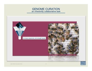 GENOME CURATION 
an inherently collaborative task
GENE PREDICTION & ANNOTATION 20
So	
  many	
  sequences,	
  not	
  enough	
  hands.	
  
Apis	
  mellifera	
  |	
  Alexander	
  Wild	
  |	
  www.alexanderwild.com	
  
 