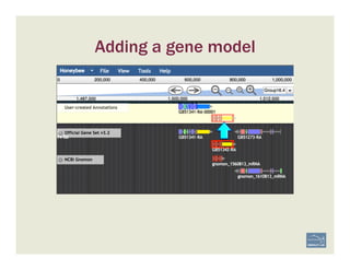 Adding a gene model
 