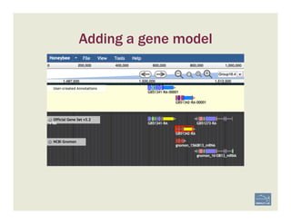 Adding a gene model
 