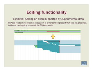 Editing functionality
Example: Adding an exon supported by experimental data
•  RNAseq reads show evidence in support of a transcribed product that was not predicted.
•  Add exon by dragging up one of the RNAseq reads.
 