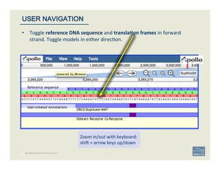 38 |
Zoom	
  in/out	
  with	
  keyboard:	
  
shio	
  +	
  arrow	
  keys	
  up/down	
  
38	
USER NAVIGATION
BECOMING ACQUAINTED WITH APOLLO
•  Toggle	
  reference	
  DNA	
  sequence	
  and	
  transla;on	
  frames	
  in	
  forward	
  
strand.	
  Toggle	
  models	
  in	
  either	
  direc'on.	
  
 