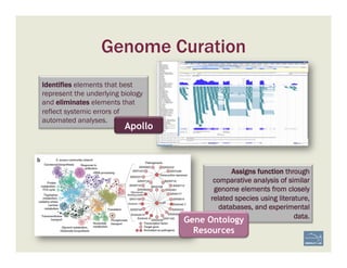 Genome Curation
Identifies elements that best
represent the underlying biology
and eliminates elements that
reflect systemic errors of
automated analyses.
Assigns function through
comparative analysis of similar
genome elements from closely
related species using literature,
databases, and experimental
data.
Apollo
Gene Ontology
Resources
 