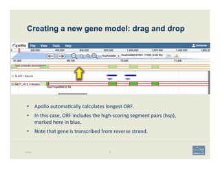 Creating a new gene model: drag and drop
Example 80
•  Apollo	
  automa'cally	
  calculates	
  longest	
  ORF.	
  	
  
•  In	
  this	
  case,	
  ORF	
  includes	
  the	
  high-­‐scoring	
  segment	
  pairs	
  (hsp),	
  
marked	
  here	
  in	
  blue.	
  
•  Note	
  that	
  gene	
  is	
  transcribed	
  from	
  reverse	
  strand.	
  
 