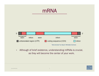 9
"Gene structure" by Daycd- Wikimedia Commons
BIO-REFRESHER
mRNA
•  Although of brief existence, understanding mRNAs is crucial,
as they will become the center of your work.
 