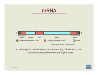 9
"Gene structure" by Daycd- Wikimedia Commons
BIO-REFRESHER
mRNA
•  Although of brief existence, understanding mRNAs is c...