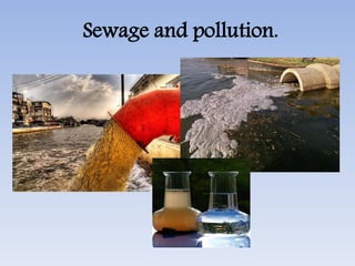 Sewage and pollution.
 