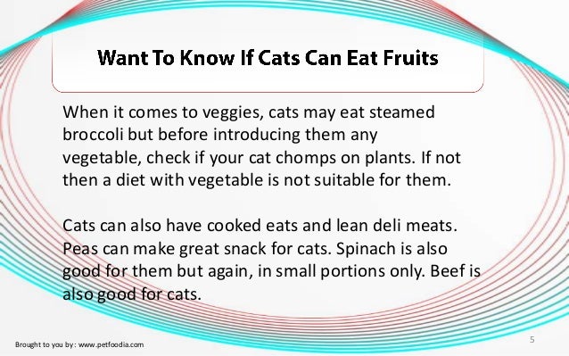 Cat Will Not Eat Cd Diet Cat Will Not Eat Cd Diet