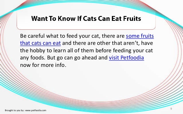 Can Cats Choke On Uncooked Bones Can Cats Choke On Uncooked Bones