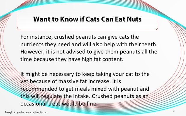 Want to Know if Cats Can Eat Nuts