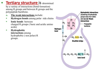 Introduction to Proteins and Aminoacids with Clinical significance | PPTX