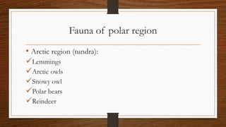 Fauna of polar region
• Arctic region (tundra):
Lemmings
Arctic owls
Snowy owl
Polar bears
Reindeer
 