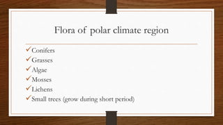 Flora of polar climate region
Conifers
Grasses
Algae
Mosses
Lichens
Small trees (grow during short period)
 