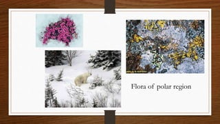 Flora of polar region
 