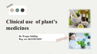 Clinical use of plant’s
medicines
By Waqas Siddiqe
Reg. no: 06332013059
 